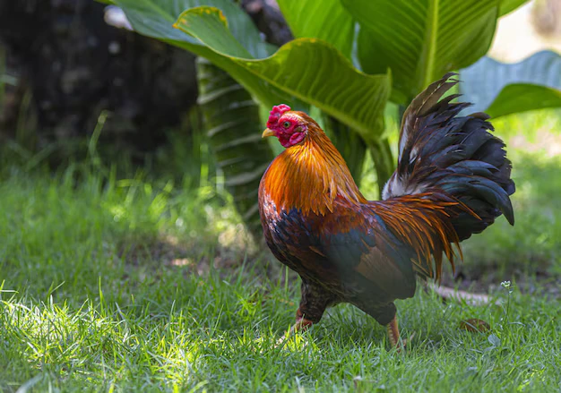 Se o galo não tem pênis, como ele fecunda a galinha