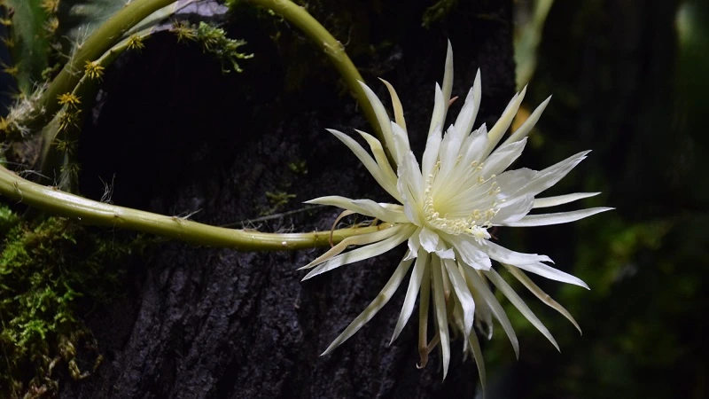 Flor-da-lua - Foto: Cambridge University Botanic Garden