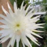 Flor-da-lua - Foto: Cambridge University Botanic Garden