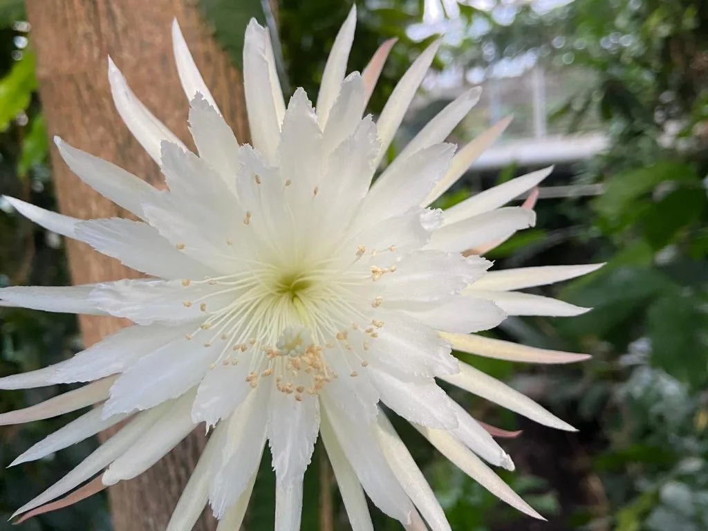 Flor-da-lua - Foto: Cambridge University Botanic Garden