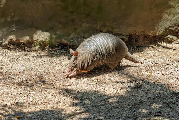 Qual a dieta de um tatu