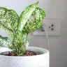 Aglaonema características e como cultivá-la