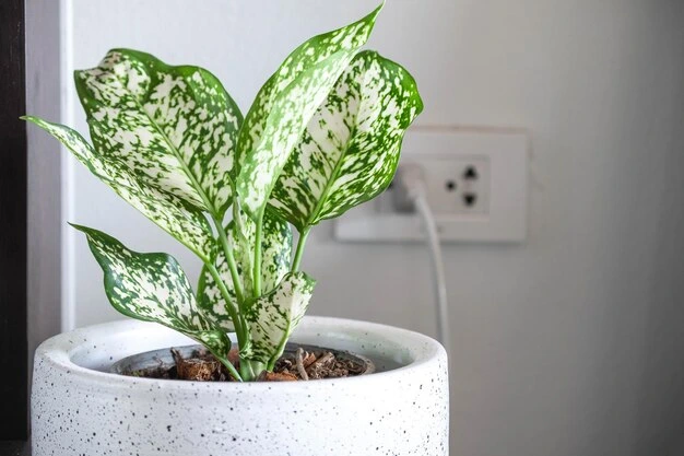 Aglaonema características e como cultivá-la