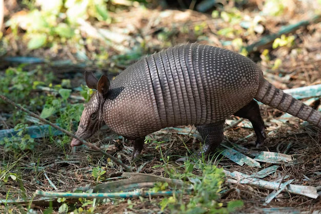 Qual a dieta de um tatu