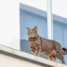 Como os gatos saltam até sete vezes a altura de seu corpo