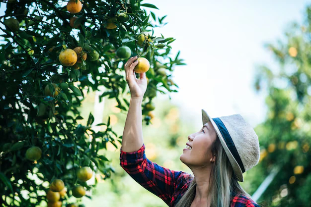 cal em árvores frutíferas