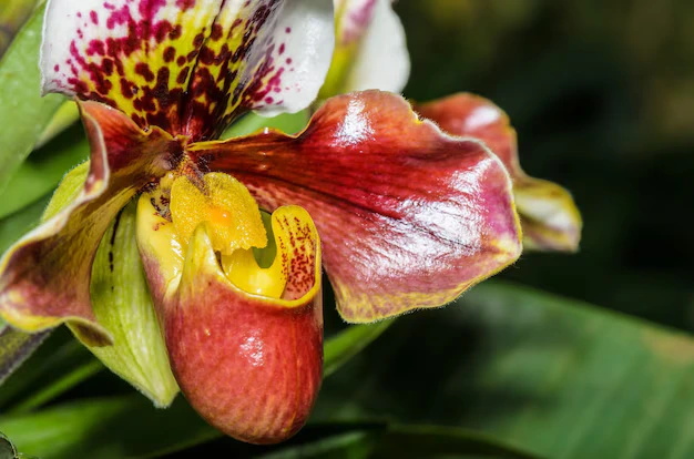 Orquídea sapatinho Paphiopedilum