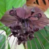 flor-morcego Tacca chantrieri