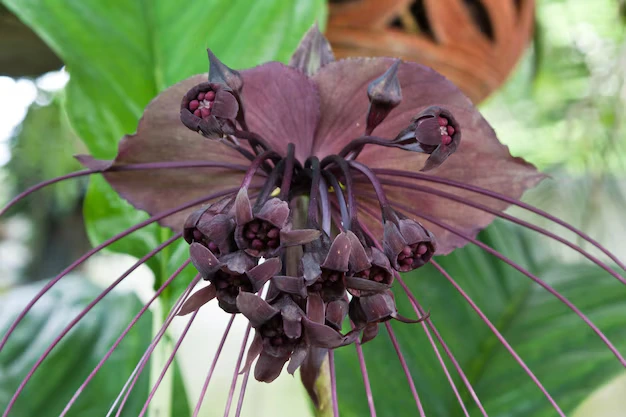 flor-morcego Tacca chantrieri