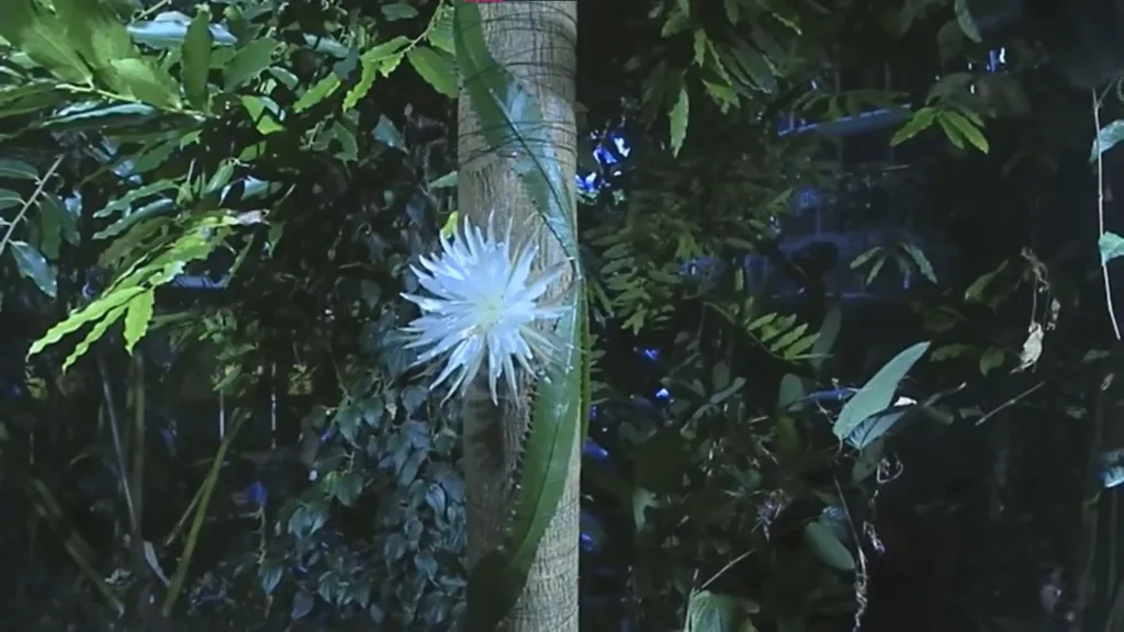 Flor-da-lua - Foto: Cambridge University Botanic Garden