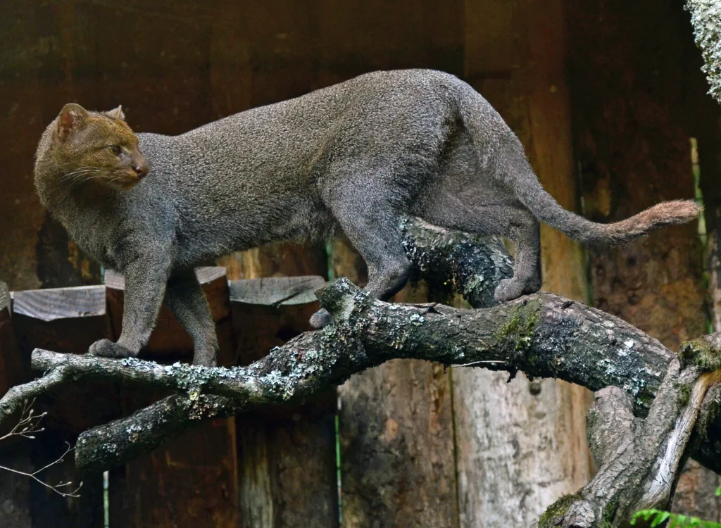 jaguarundi o gato-mourisco