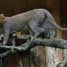 jaguarundi o gato-mourisco