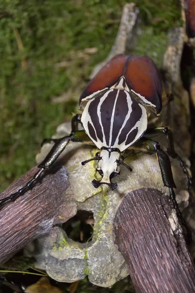 Besouro Golias o super inseto africano