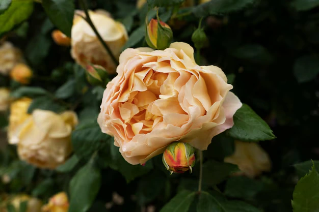 Rosas Juliet, a rosa híbrida mais cara do mundo