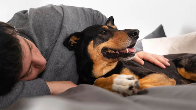 cães podem farejar câncer