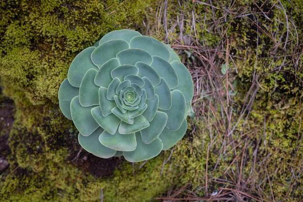 suculenta greenovia