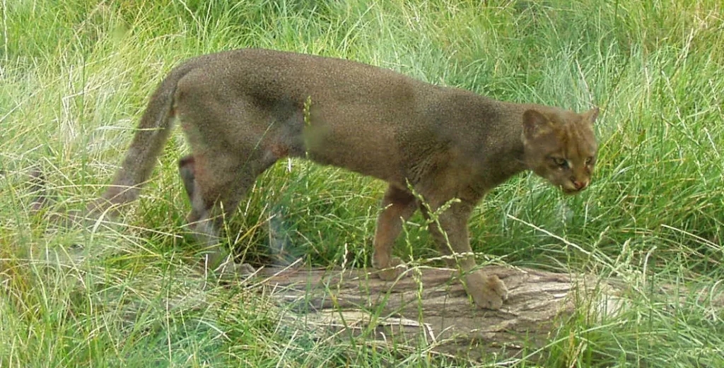 jaguarundi o gato-mourisco 