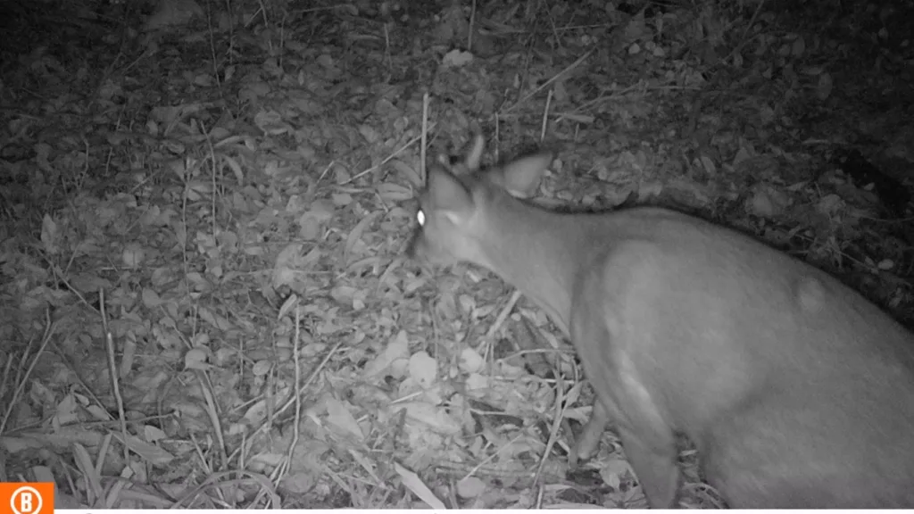 Veado-mateiro foi um dos animais silvestres flagrados pelas câmeras