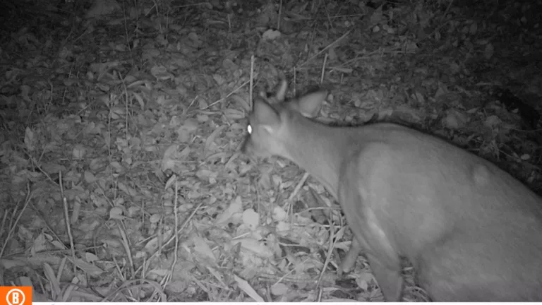 Veado-mateiro foi um dos animais silvestres flagrados pelas câmeras