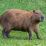 capivara