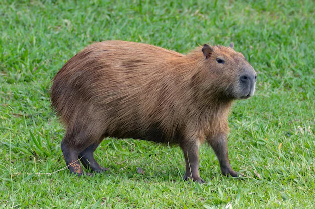 capivara