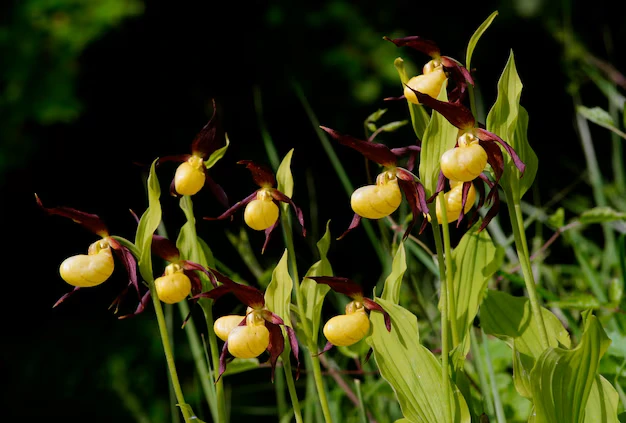 Orquídea sapatinho Paphiopedilum