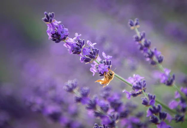 5 plantas que vão afastar moscas da sua casa