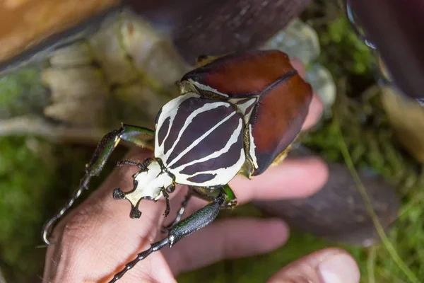 Besouro Golias o super inseto africano