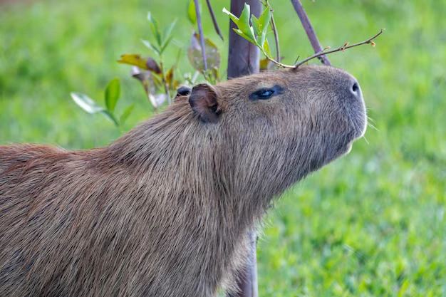 capivara