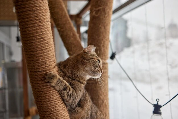 Como os gatos saltam até sete vezes a altura de seu corpo