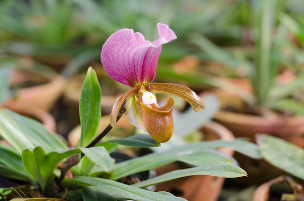 Orquídea sapatinho 
 Paphiopedilum