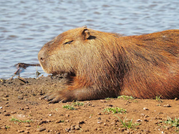 capivara