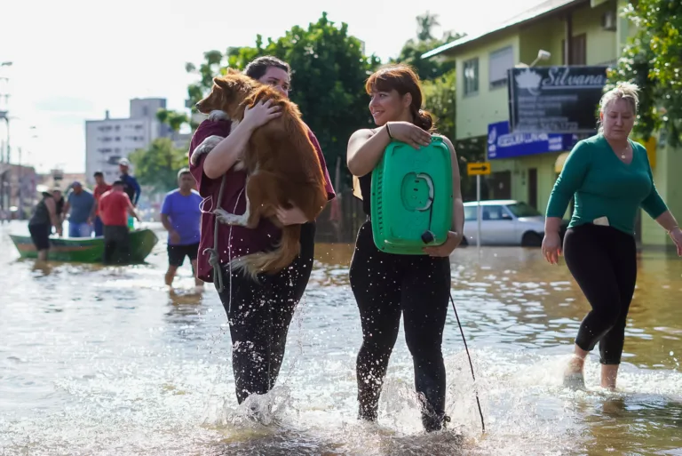 Pets resgatados no bairro Harmonia, em Canoas