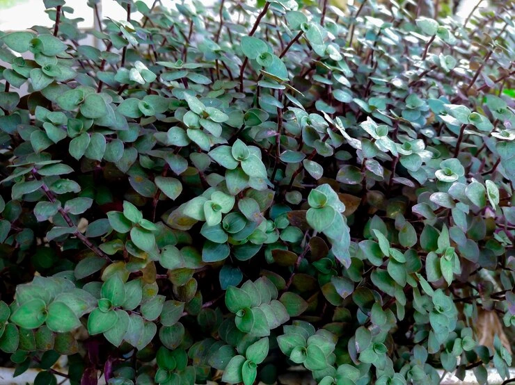 dinheiro-em-penca ou Callisia repens