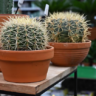 como devo regar cactus pequenos