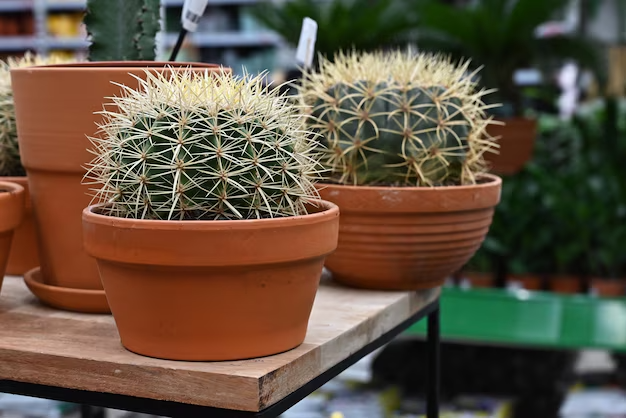 como devo regar cactus pequenos