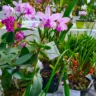 39ª Exposição Regional de Orquídeas é realizada em Garibaldi neste final de semana