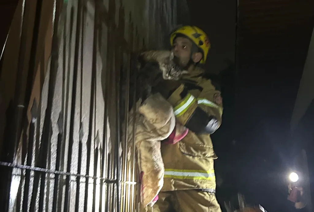 Gato é resgatado após ficar preso em grade no bairro Progresso, em Bento Gonçalves