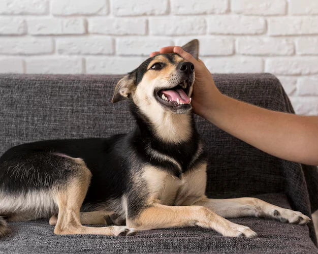 cães podem farejar câncer