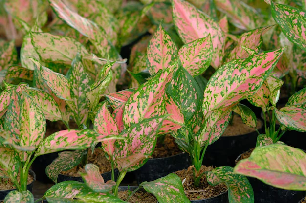 Aglaonema características e como cultivá-la