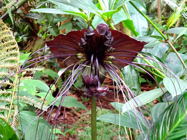 flor-morcego Tacca chantrieri