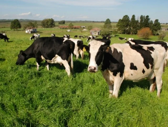 RS teve inverno sem desconforto térmico para os rebanhos da bovinocultura de leite