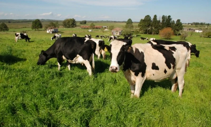 RS teve inverno sem desconforto térmico para os rebanhos da bovinocultura de leite