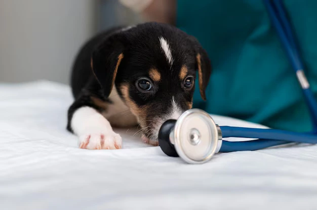 sinais de que o seu cão pode estar doente