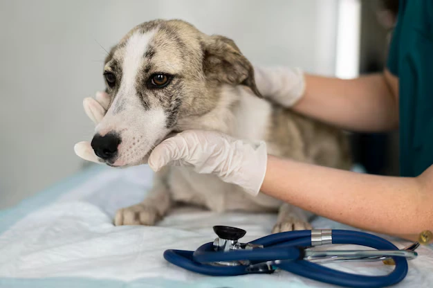 sinais de que o seu cão pode estar doente