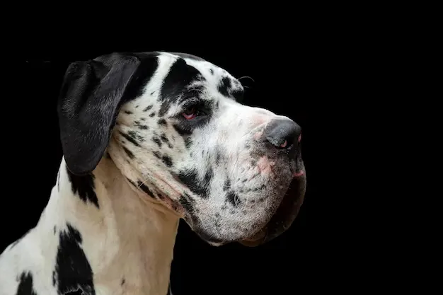 O que um Dogue alemão deve comer 