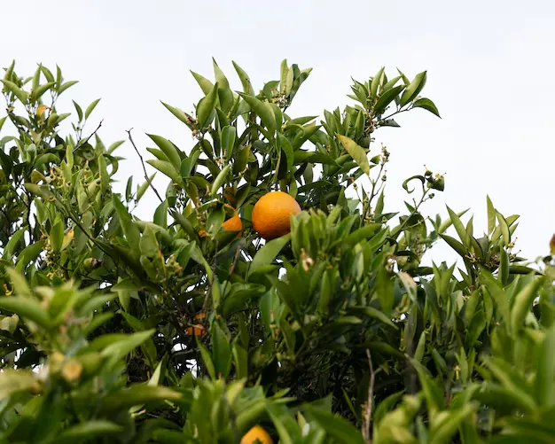 Como plantar uma laranjeira