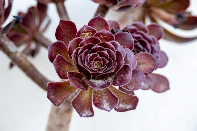 Suculenta Rosa Negra