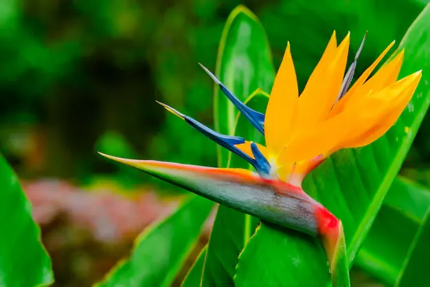 Como cuidar da Strelitzia, ou planta ave do paraíso