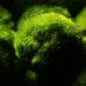 Marimo, uma planta aquática que vive mais de 100 anos